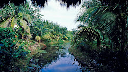 tropical desktop wallpapers backgrounds destination screen nature 1080 1920 wallpapersafari mexico sunday