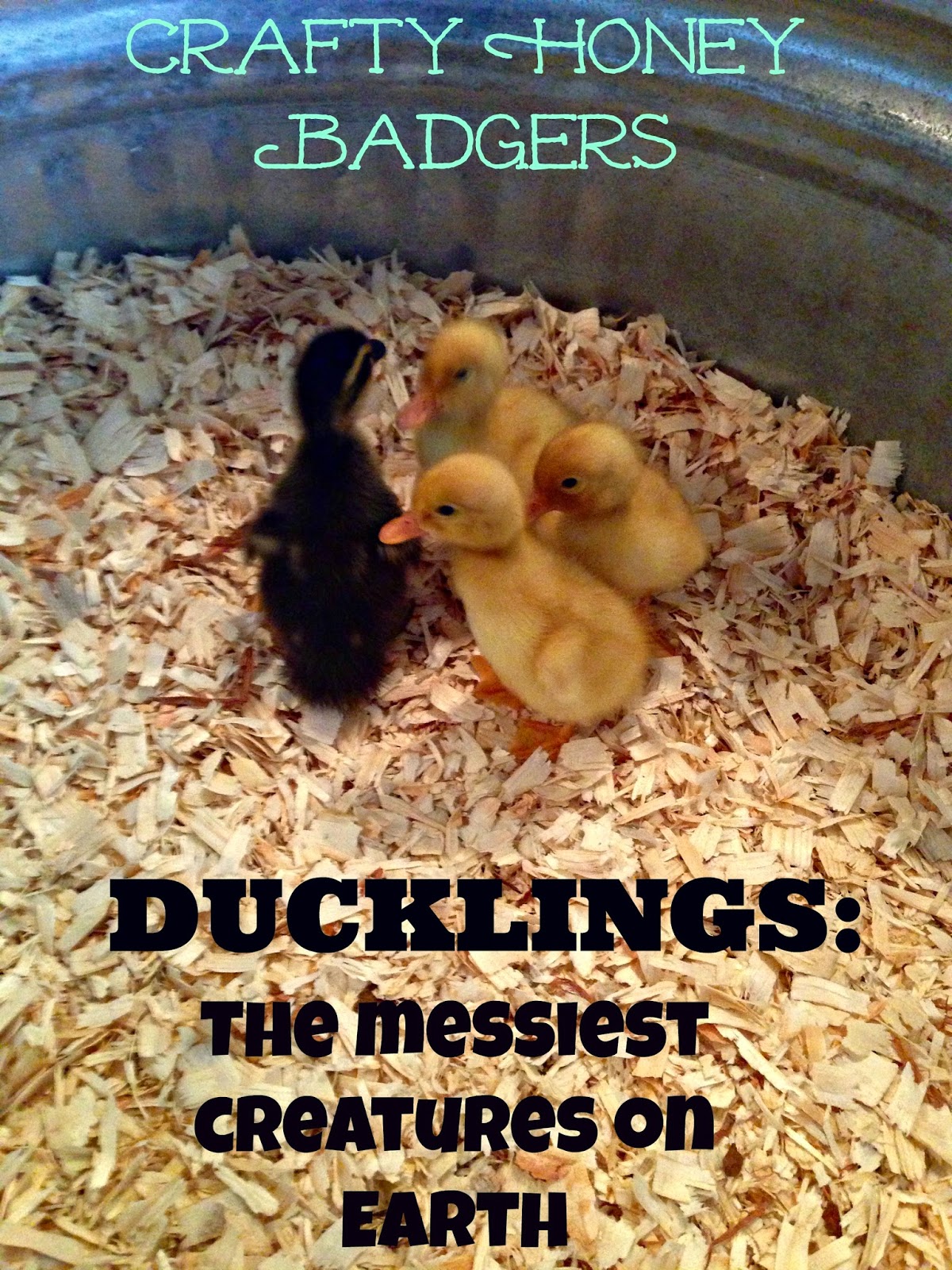 Crafty Honey Badgers Ducks are messy messy messy and how to combat it