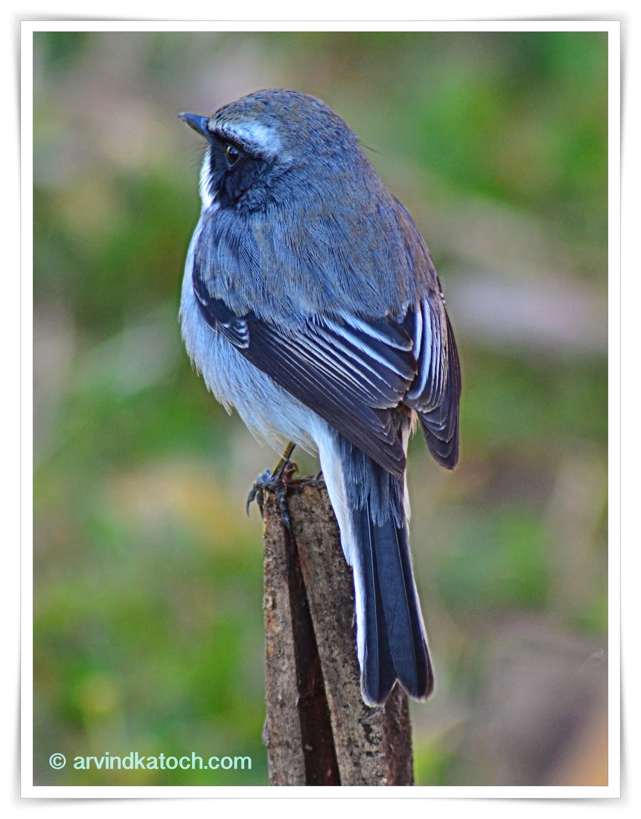 Grey Bush Chat (Saxicola ferreus) Pictures and Detail A Bird who