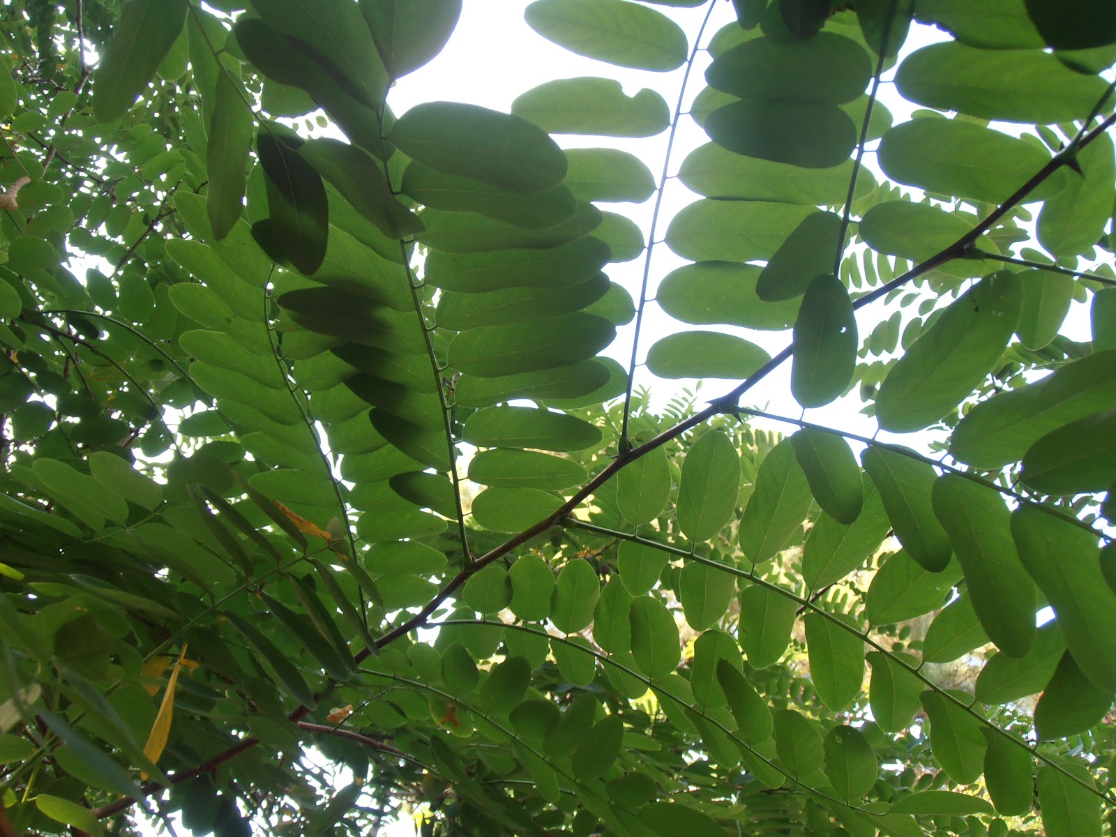 Acacia Robinia Pseudoacacia Plantas Riomoros