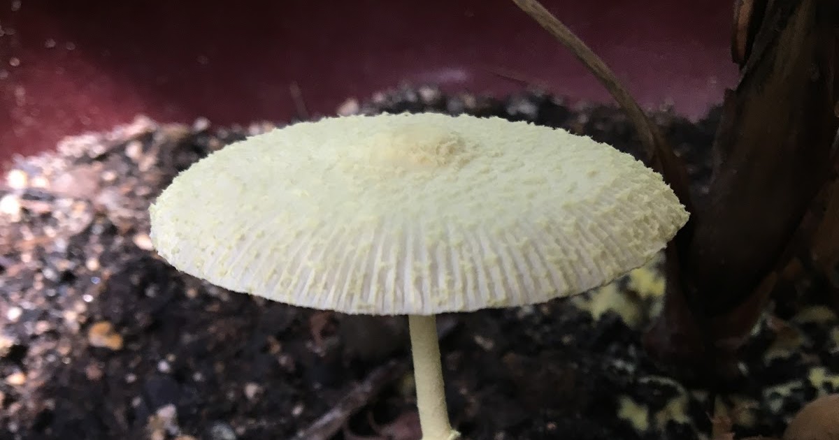 The Monkey Buddha Mushroom in Potting Soil
