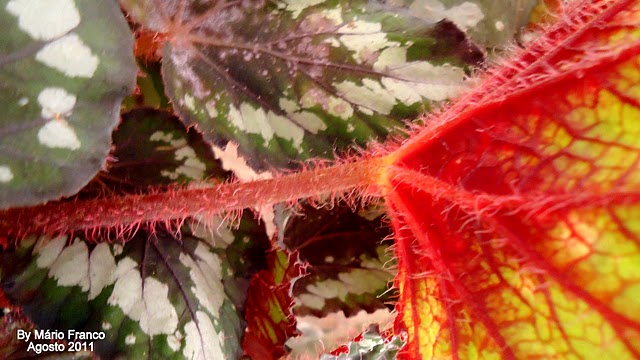 Meu Cantinho Verde: BEGÔNIA-REX - ( Begonia rex hybrid )
