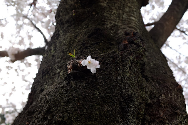 Sakura cherry blossom gumyoji yokohama japan