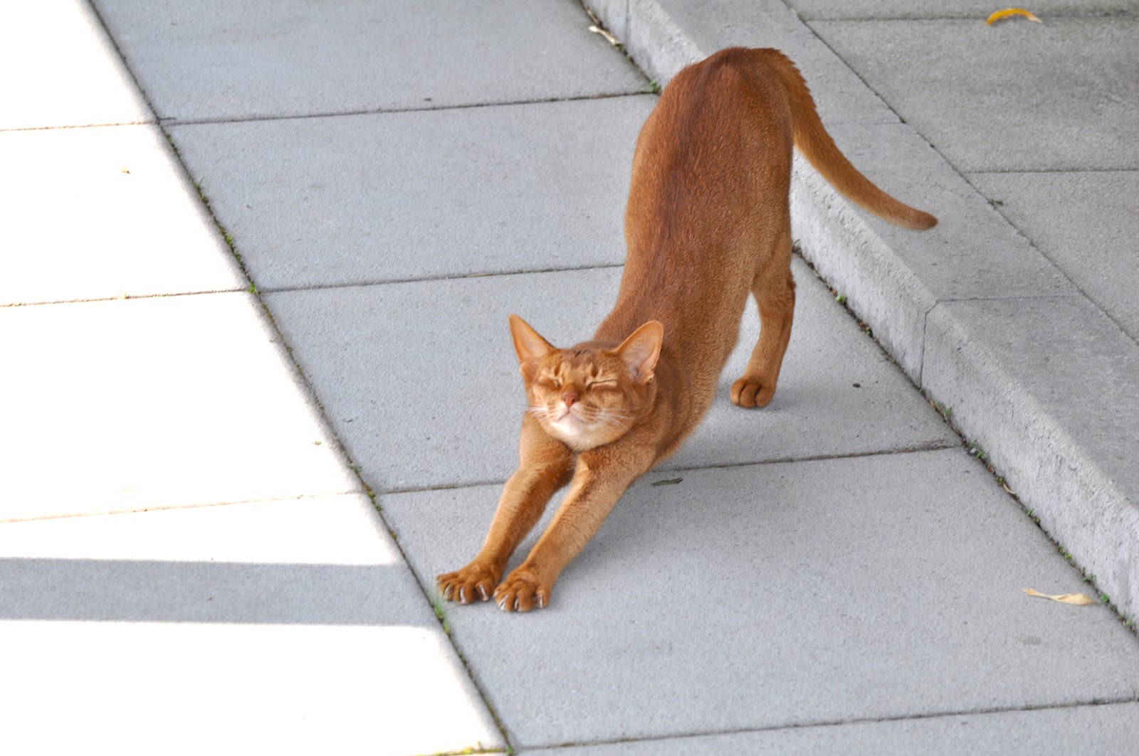 Free Cat Images stretching cat sich dehnende und streckende Katze