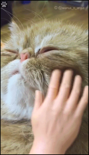 Weird Cat GIF • Funny nightmare! Tiny hand petting a big Cat Weird Cat GIF • Funny nightmare! Tiny hand petting a big Cat