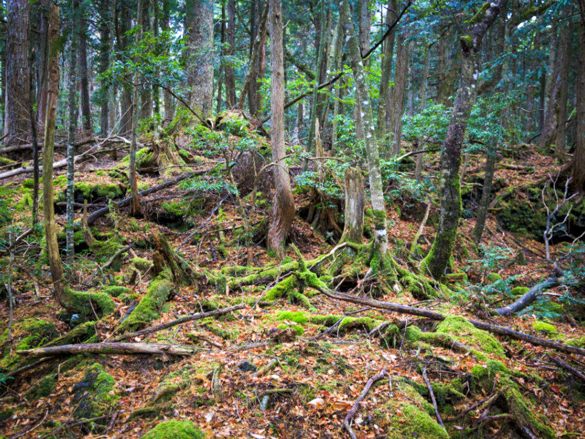Aokigahara Forest Suicide Forest Japan History TAsquad7 Blogs