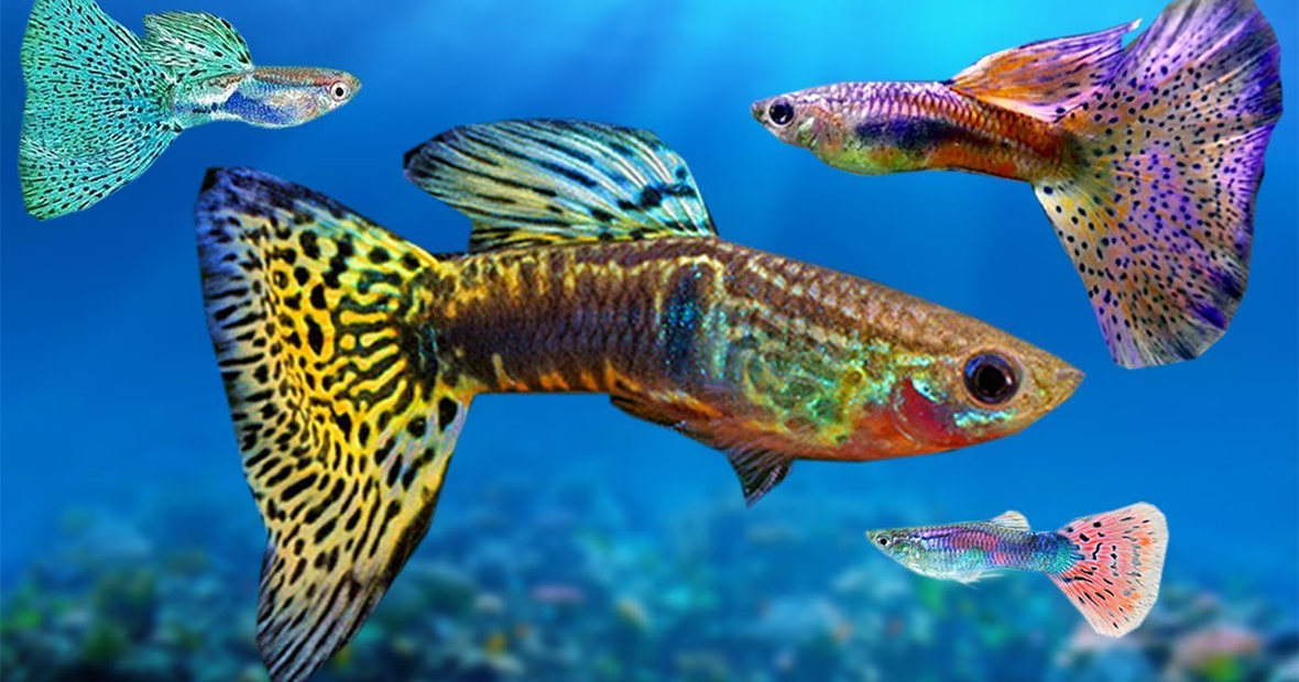 Cara Budidaya & Memilih Indukan Yang Bagus (Ikan Guppy ...