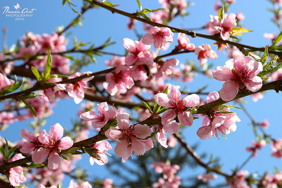 NanonArt Photography: Barackfa virágzás | The peach-tree blooming ...