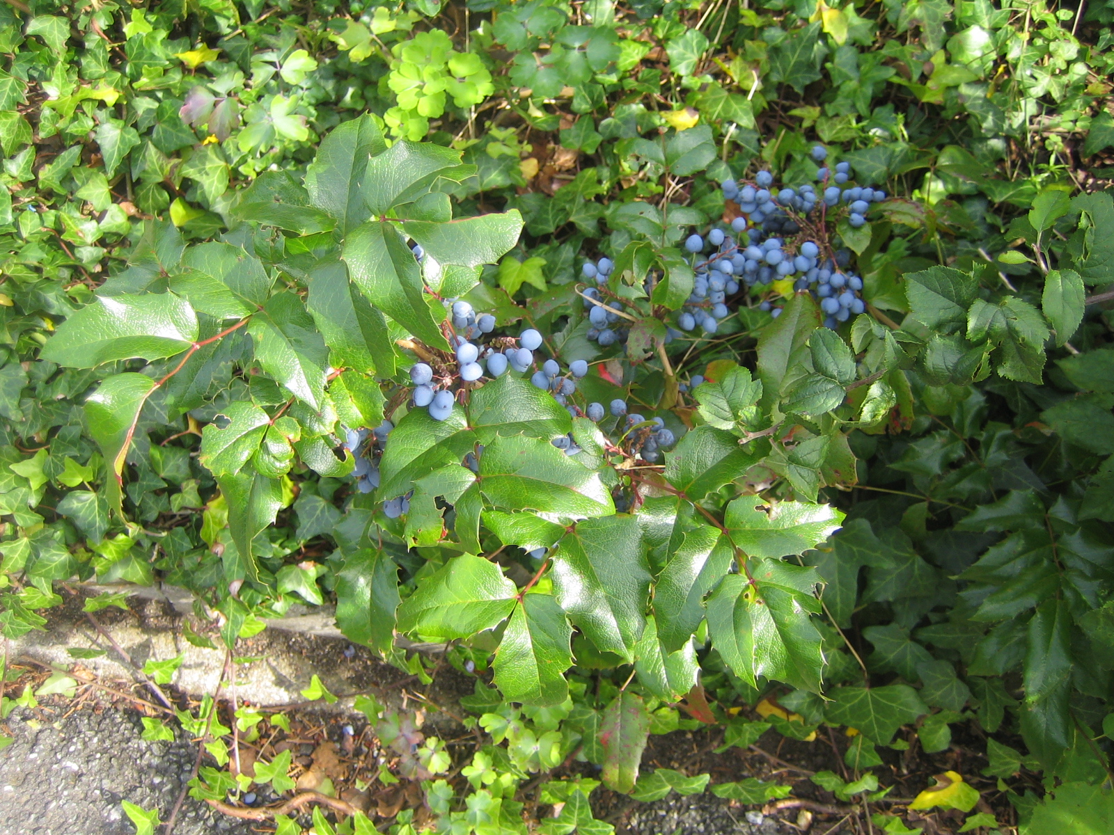 Montenegro Flora K L M N O