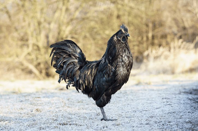 Ayam Cemani Black Chicken