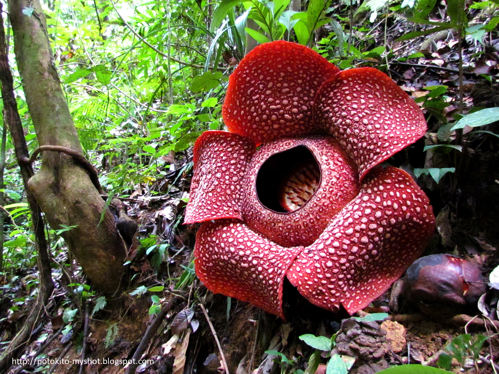 The largest flower in the world