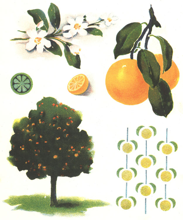 clipart orange tree - photo #11