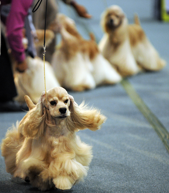 SallananKuyruk Köpeğinizin cinsi hakkınızda ne söylüyor?