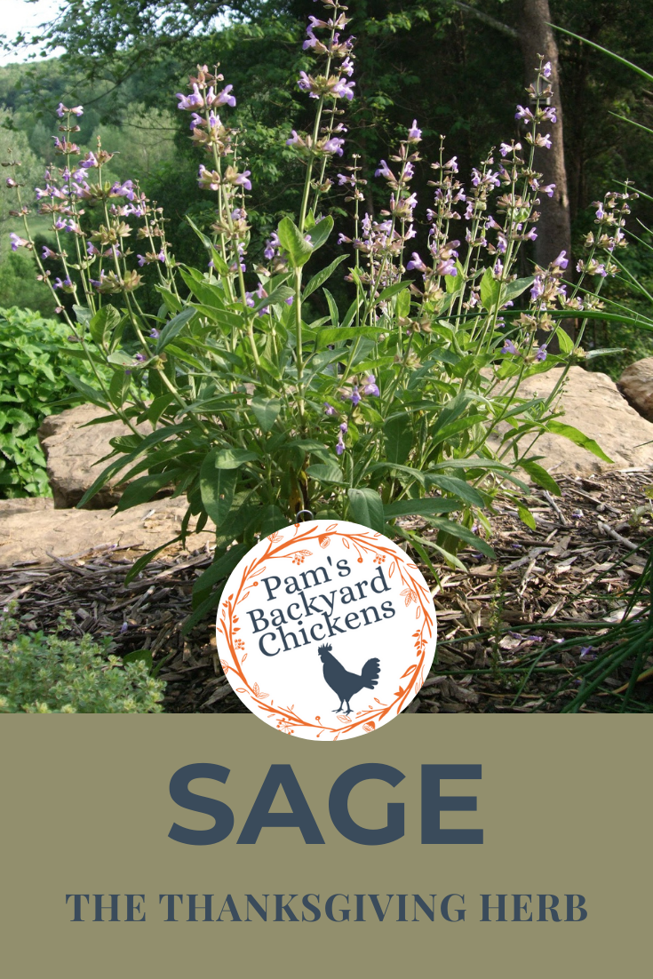 Pam's Backyard Chickens Sage The Thanksgiving Herb