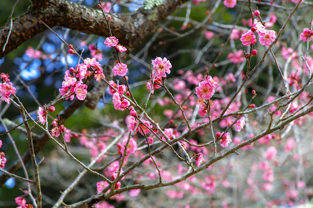 #photo #landscape #sigma #foveon #sdquattroh #japan #yamagata #tsuruoka #写真 #風景写真 #山形帝國 #山形県 #鶴岡市