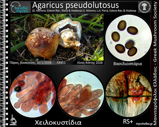 Agaricus pseudolutosus (G. Moreno, Esteve-Rav., Illana & Heykoop) G. Moreno, L.A. Parra, Esteve-Rav. & Heykoop