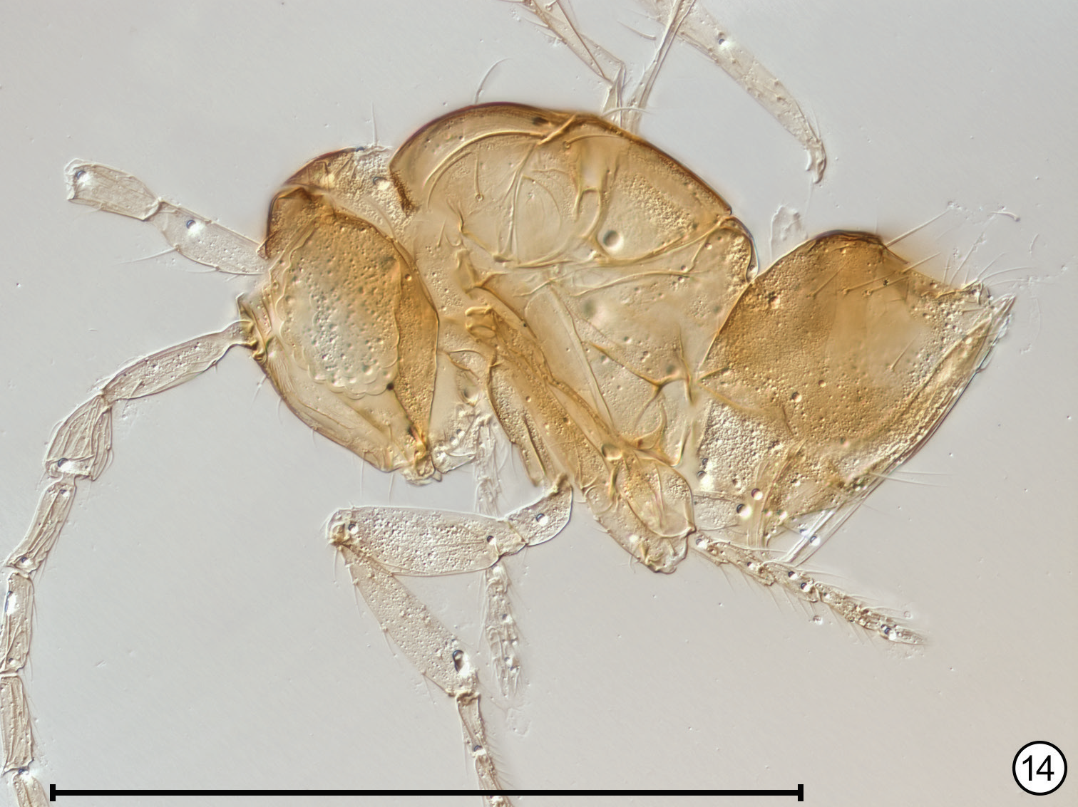 Sciency Thoughts: Three new species of Fairy Wasp from tropical Africa.