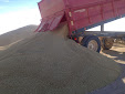 Cereal harvesting days... machinery has changed a lot / Cosecha de cereales... mucho ha cambiado la maquinaria