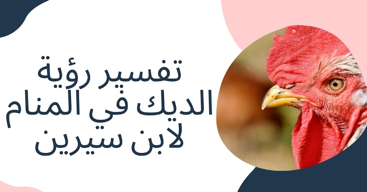 تفسير رؤية الديك في المنام لابن سيرين