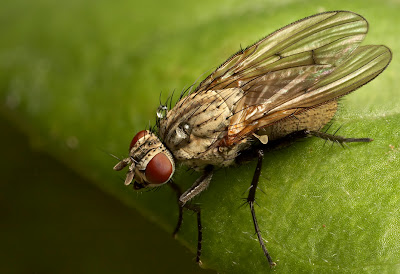 How to Make a Cheap DIY Flash Diffuser for Macro Photography