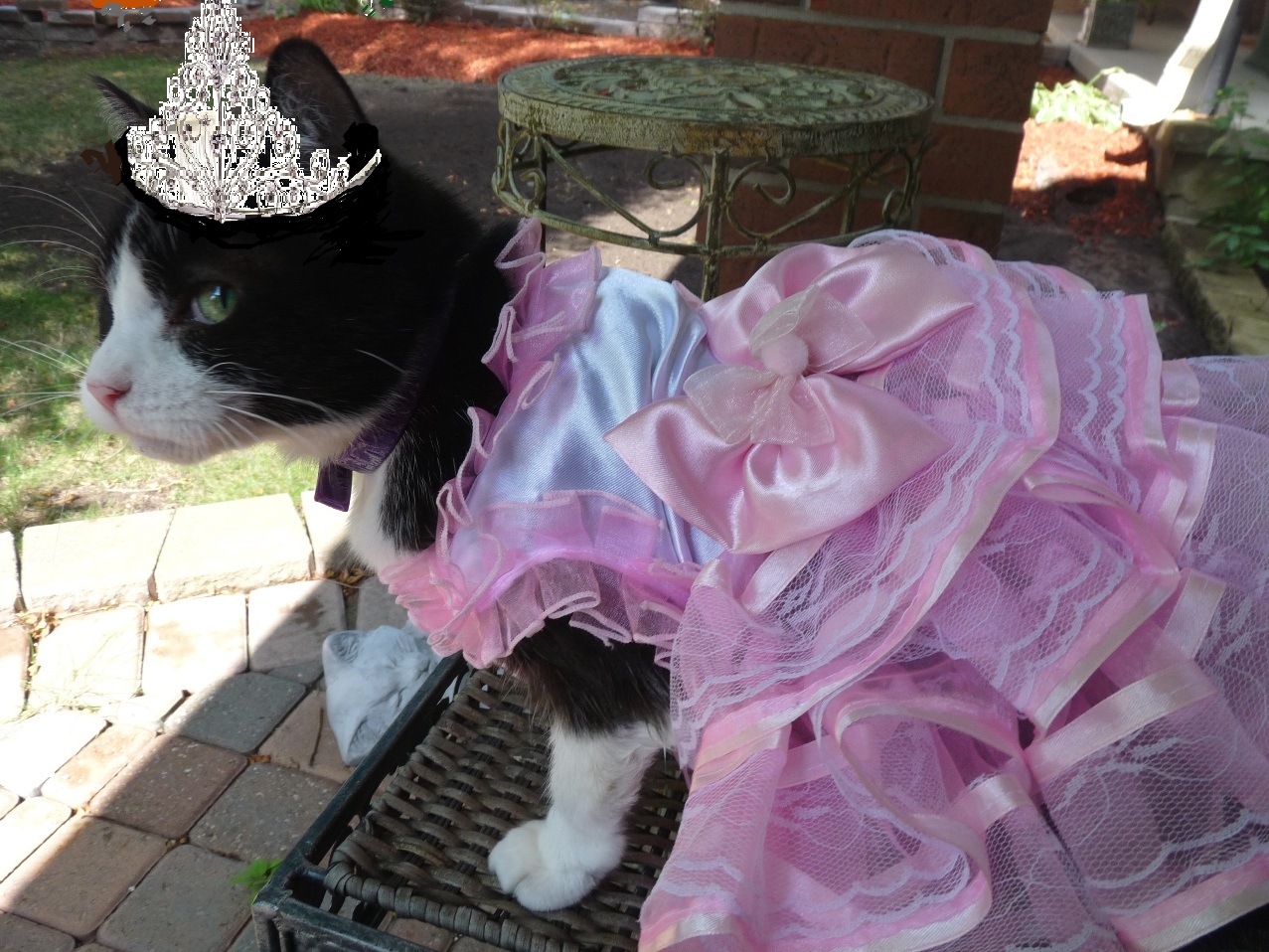 Кошечка в платье. Принцесса. Кот принцесса. Кошка в свадебном платье.
