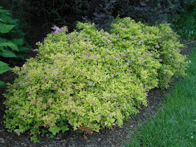 Plant Ideas For Low Water Gardening