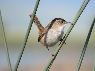 Sacramento National Wildlife Refuge