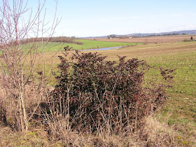 Future Plants By Randy Stewart Mahonias