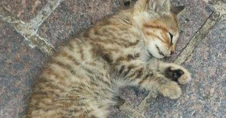 15 Cara Mengatasi Kucing Muntah Cacing Pakai Obat Alami Hobinatang