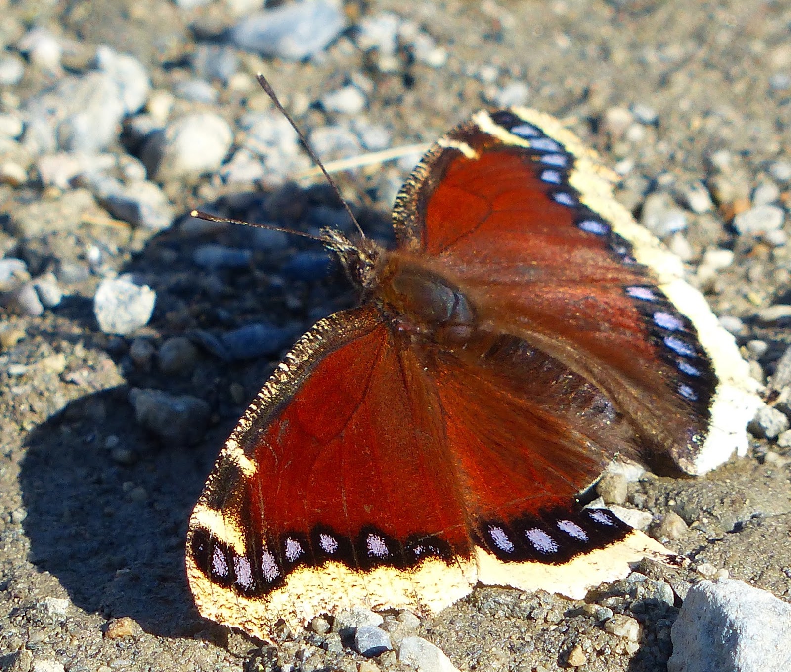 Yukon Butterflies young butterflies
