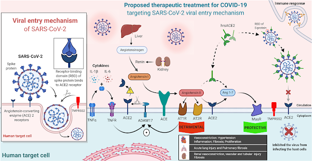 Schematic diagram of the renin-angiotensin system and the proposed therapeutic treatment for COVID-19 targeting SARS-CoV-2 viral entry mechanism