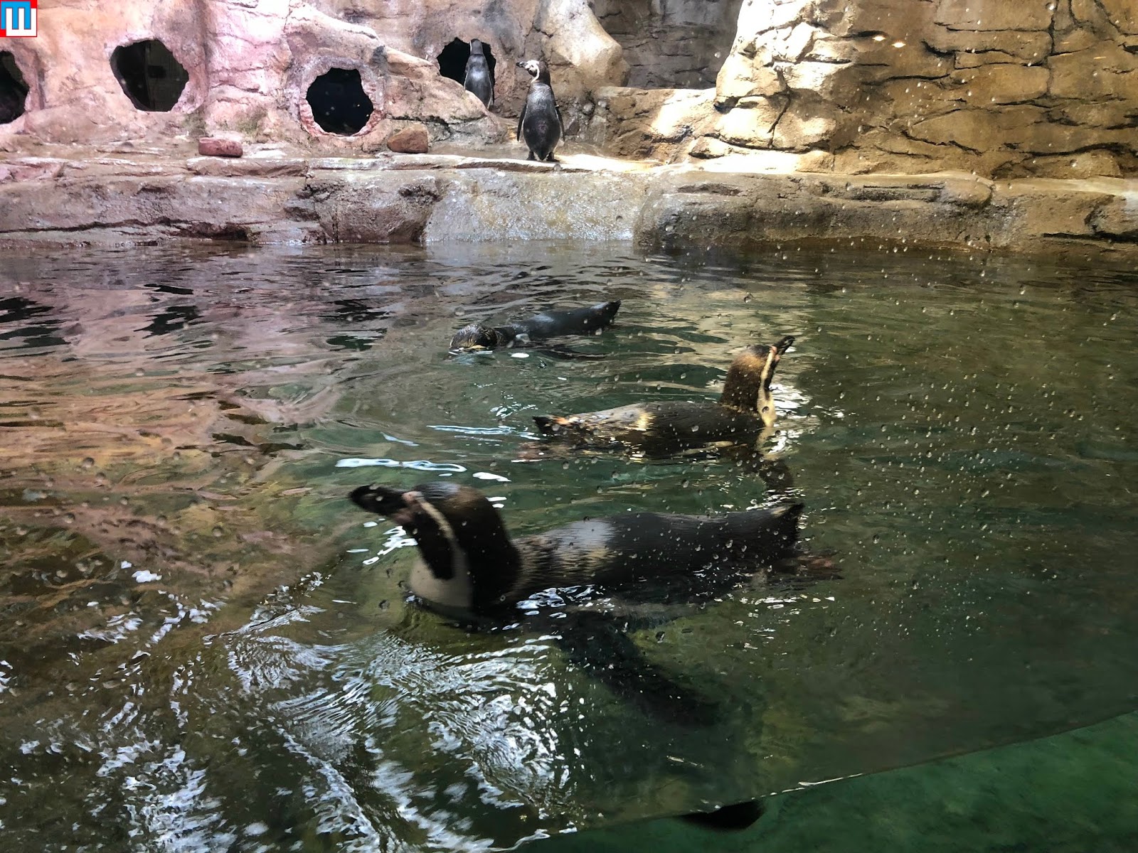 MidwestInfoGuide Aquarium of Niagara (Niagara Falls)