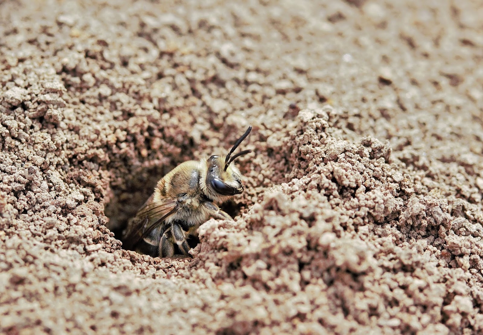 COHorts Where Do Bees Go in the Winter?