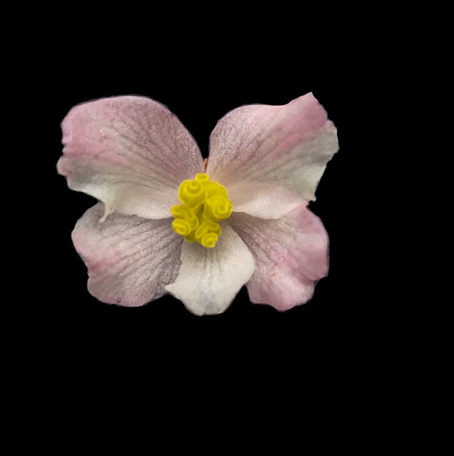 Begonia langbianensis Baker f.,