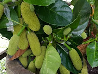 Tips Menanam Buah Nangkadak Sendiri Agar Cepat Berbuah Tips Menanam Buah Nangkadak Sendiri Agar Cepat Berbuah