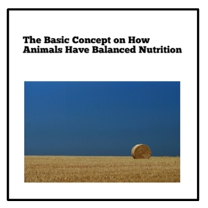 The Basic Concept on How Animals Have Balanced Nutrition