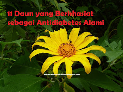 Daun yang Berkhasiat sebagai Antidiabetes Alami Daun yang Berkhasiat sebagai Antidiabetes Alami
