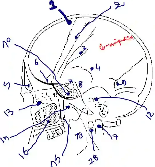 Anatomie Radiologique Normale du crane