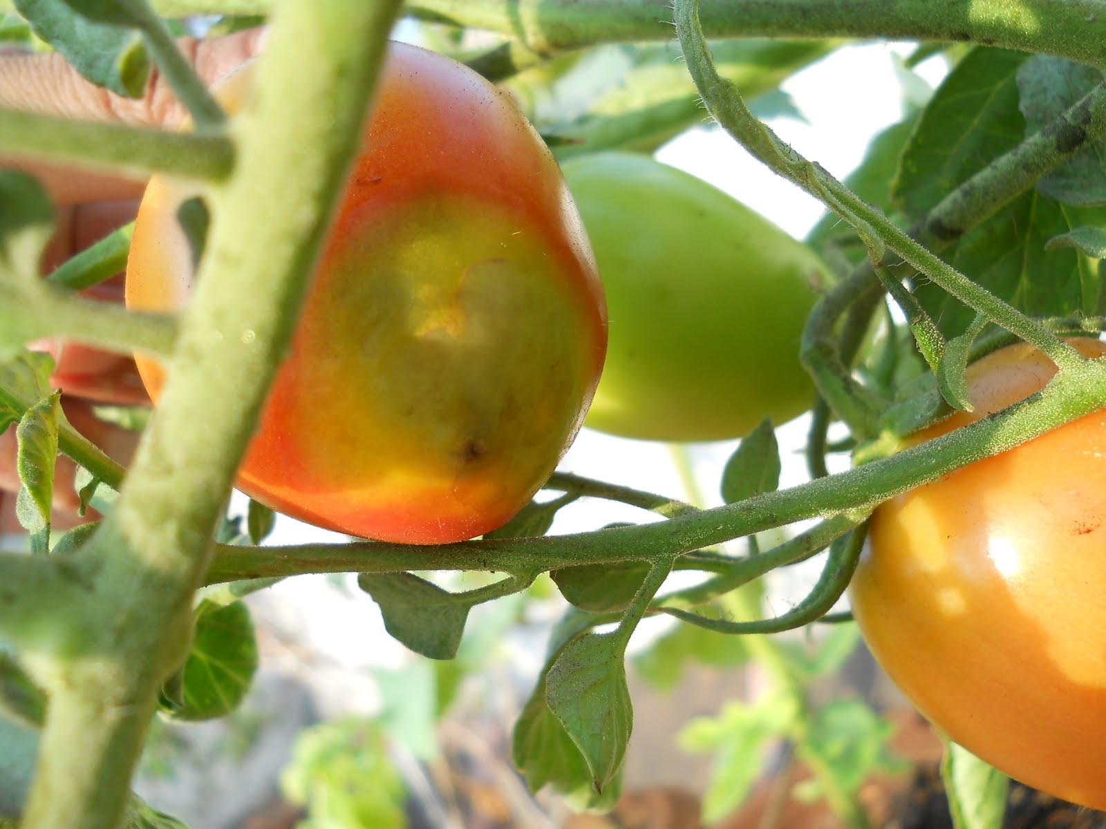 устойчивые помидоры