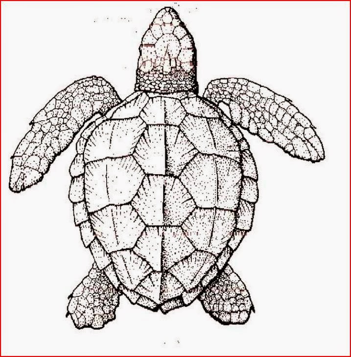 Coloring Pages Turtles Free Printable Coloring Pages