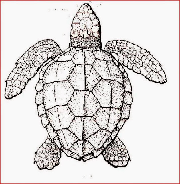 turtle free printable coloring pages coloring.filminspector.com