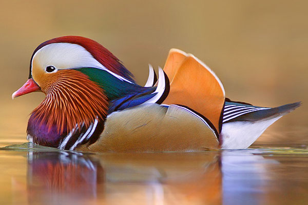 Most Beautiful Mandarin Ducks