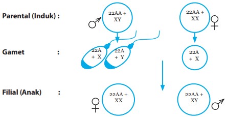 Diagram Kromosom Perkawinan Laki-Laki dengan Perempuan