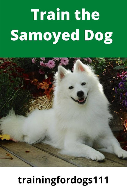 Train the Samoyed Dog