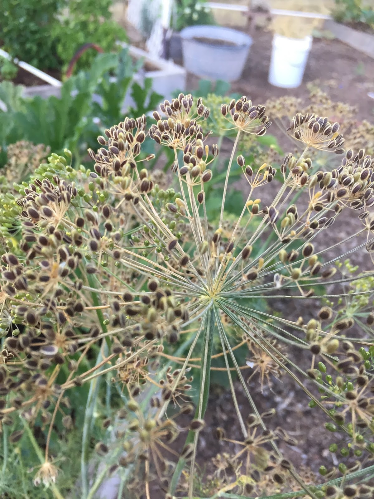 Growing Organic Saving Dill Seed
