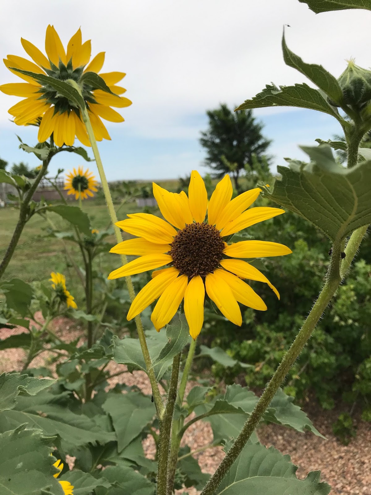 living from glory to glory Sunflowers Follow The Sun...