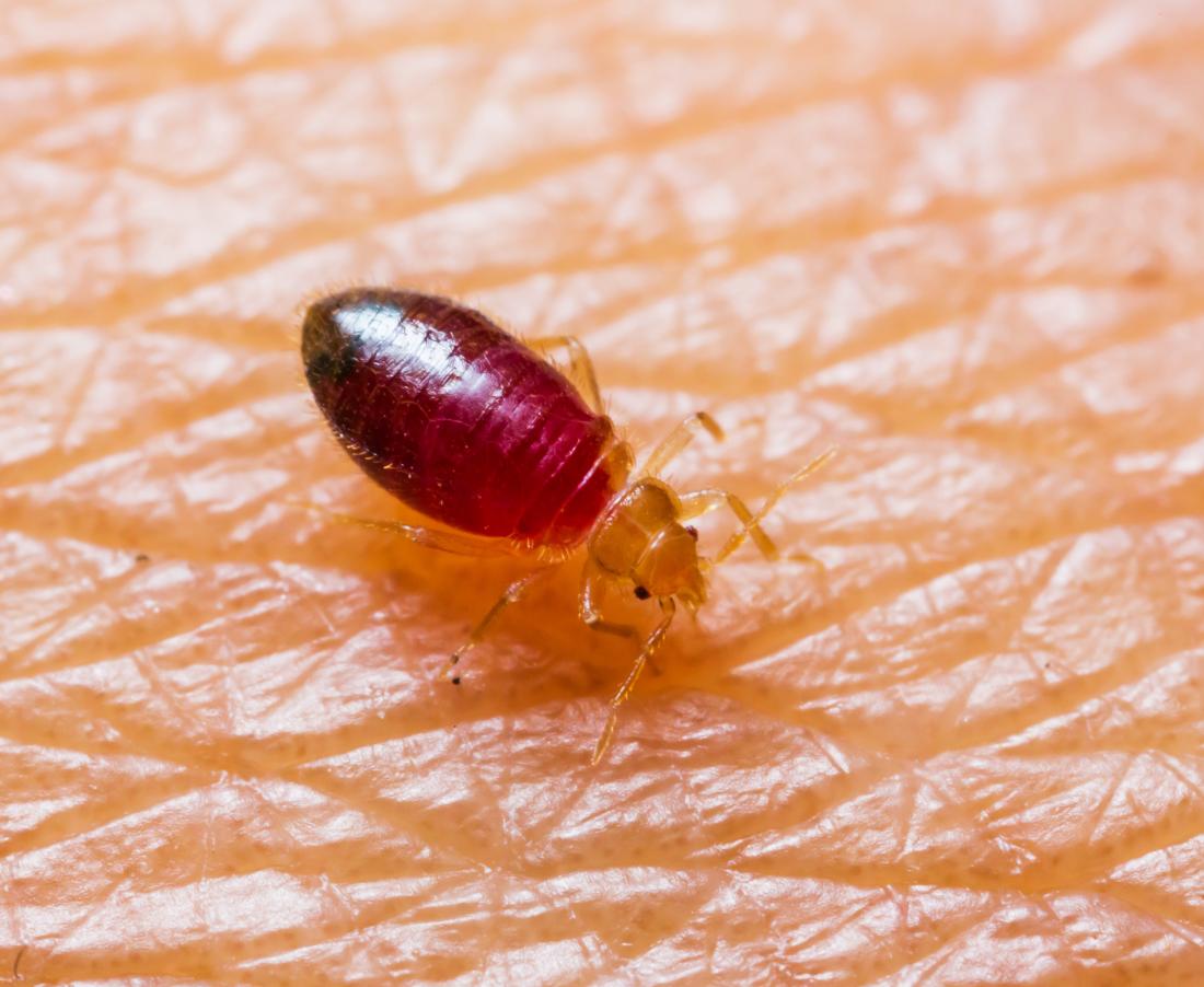 The Most Effective Method to Dispose of the Bed Bugs in Your Couch