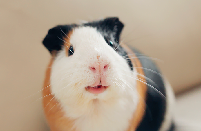 suavidad cobaya fotografia Kevin