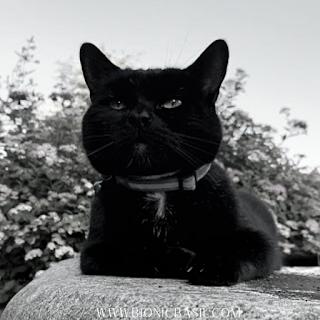 National Black Cat Day ©BionicBasil® Parsley