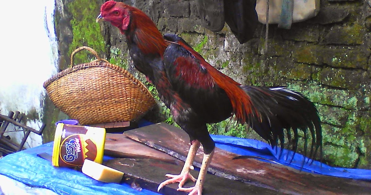 Download Gambar  Lucu  Ayam 